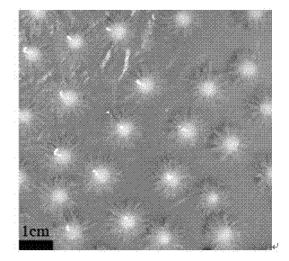 Phanerochaete chrysosporium mycelium growthform controlling method