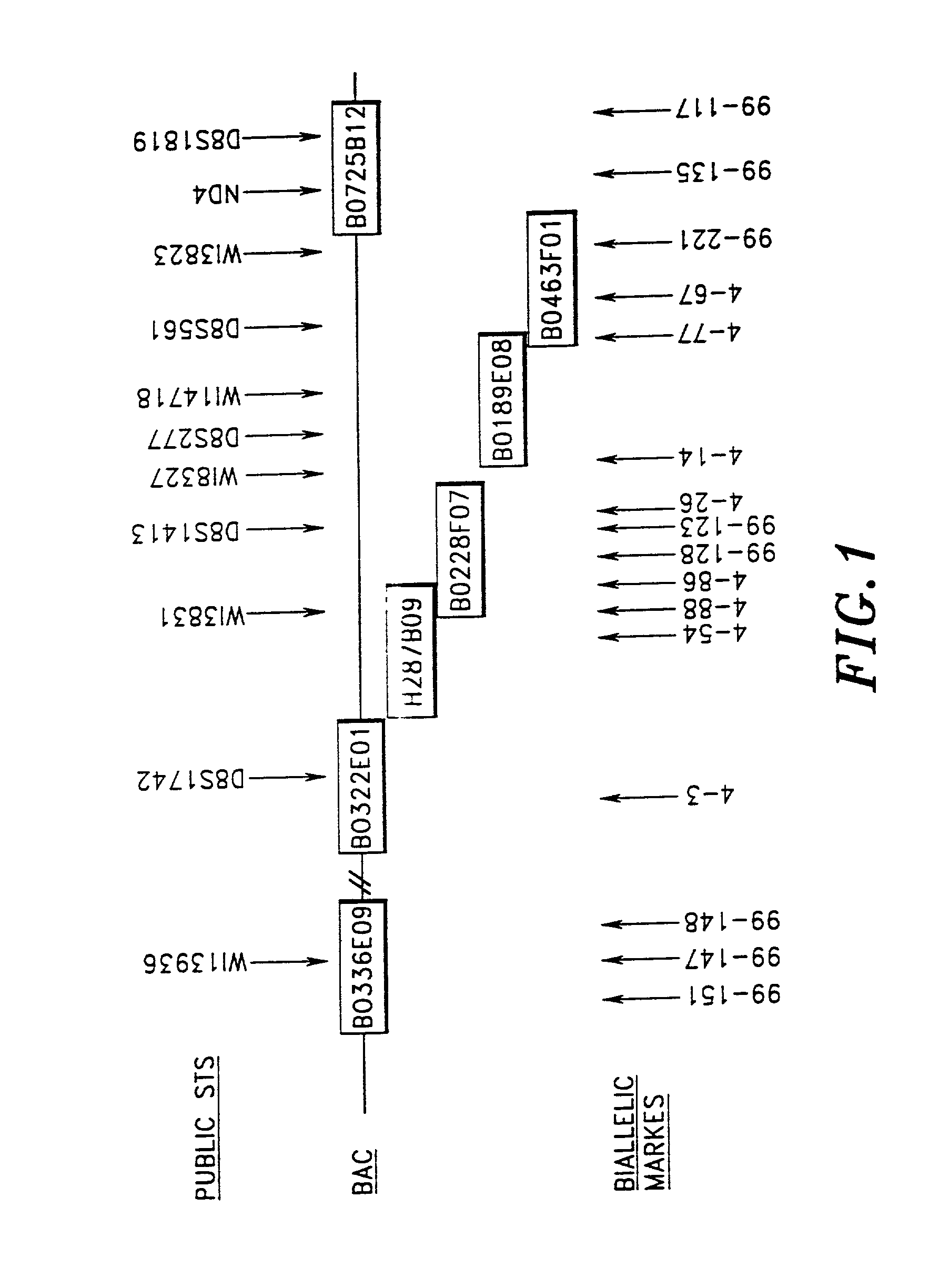 Prostate cancer gene