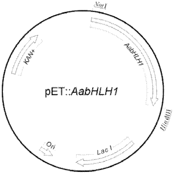 Artemisia apiacea bHLH transcription factor as well as encoding gene and application thereof