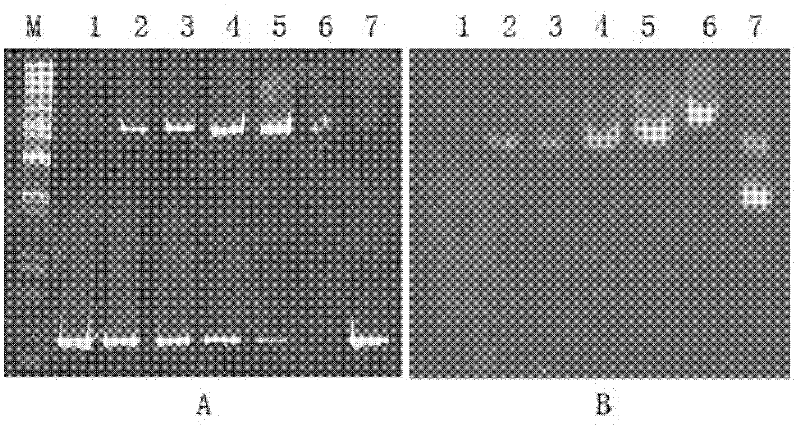 Artemisia apiacea bHLH transcription factor as well as encoding gene and application thereof