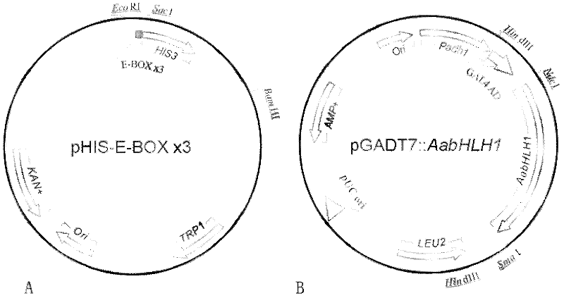 Artemisia apiacea bHLH transcription factor as well as encoding gene and application thereof