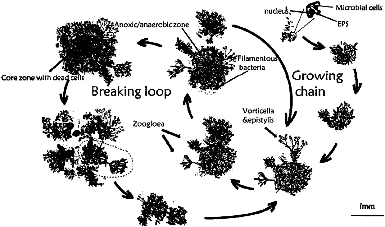 Method and device for culturing AGS (aerobic granular sludge)