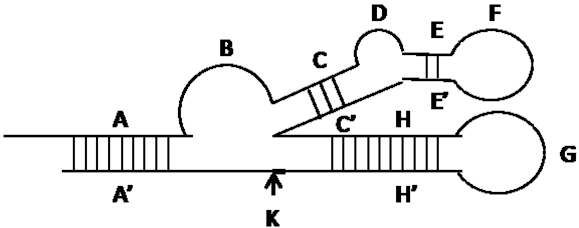 Aptazyme sequence