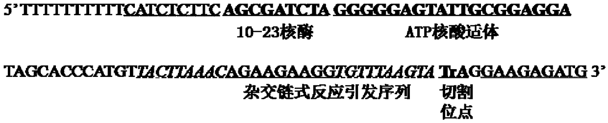 Aptazyme sequence