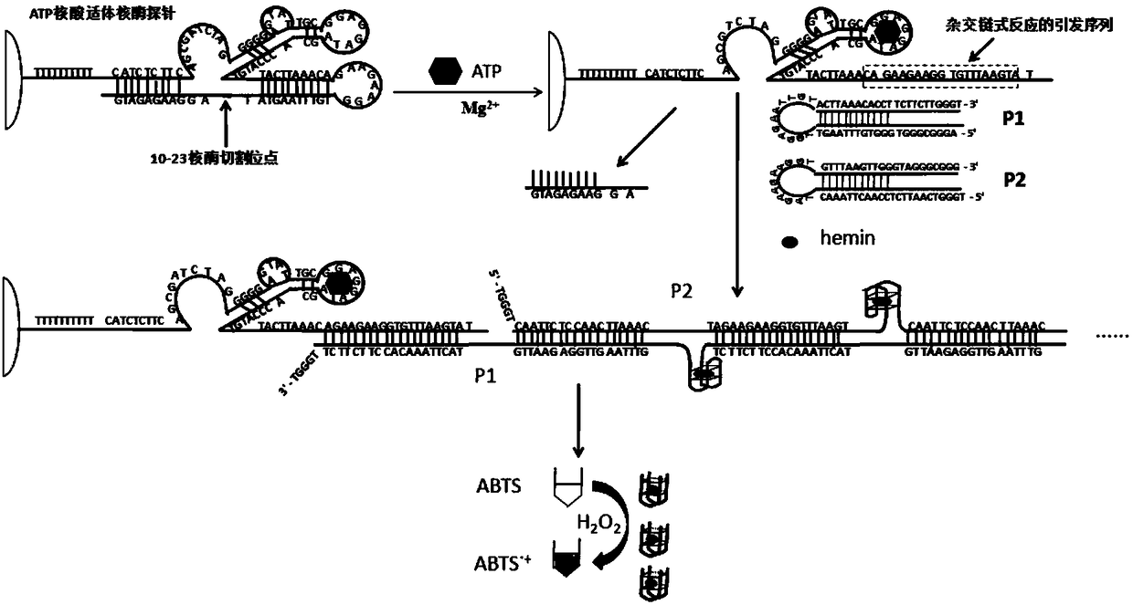 Aptazyme sequence