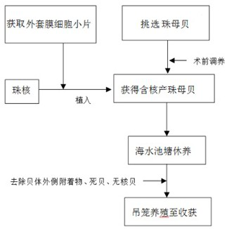 Cultivation method of golden yellow seawater pearls