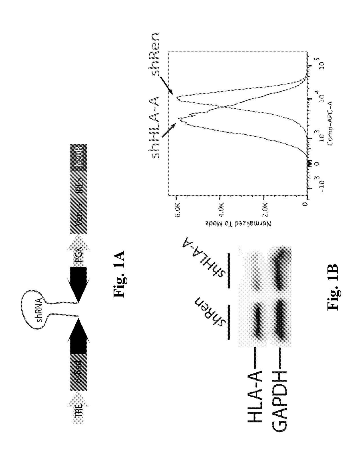 Method of treating diseases using kinase modulators