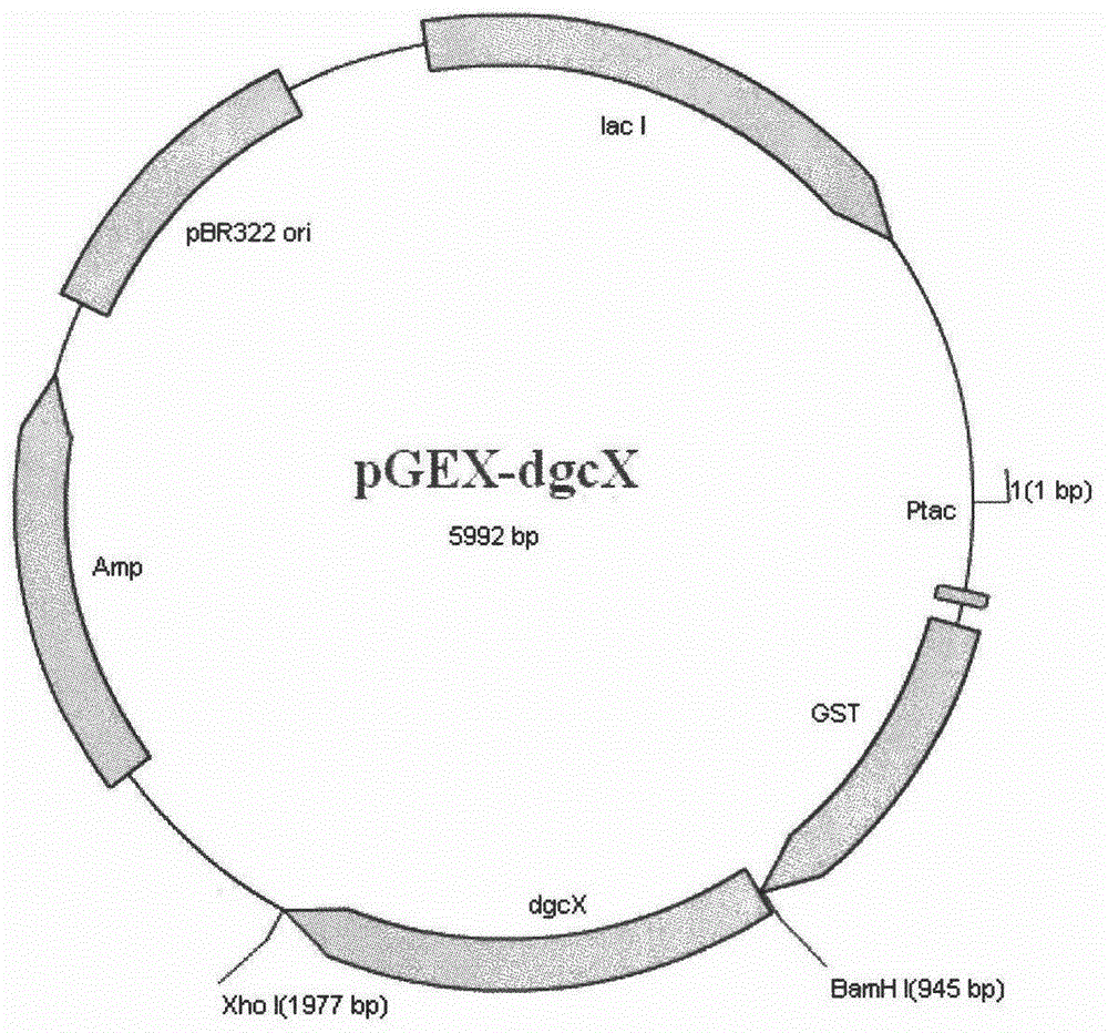 Diguanylate cyclase gene, vector, engineering bacteria and application