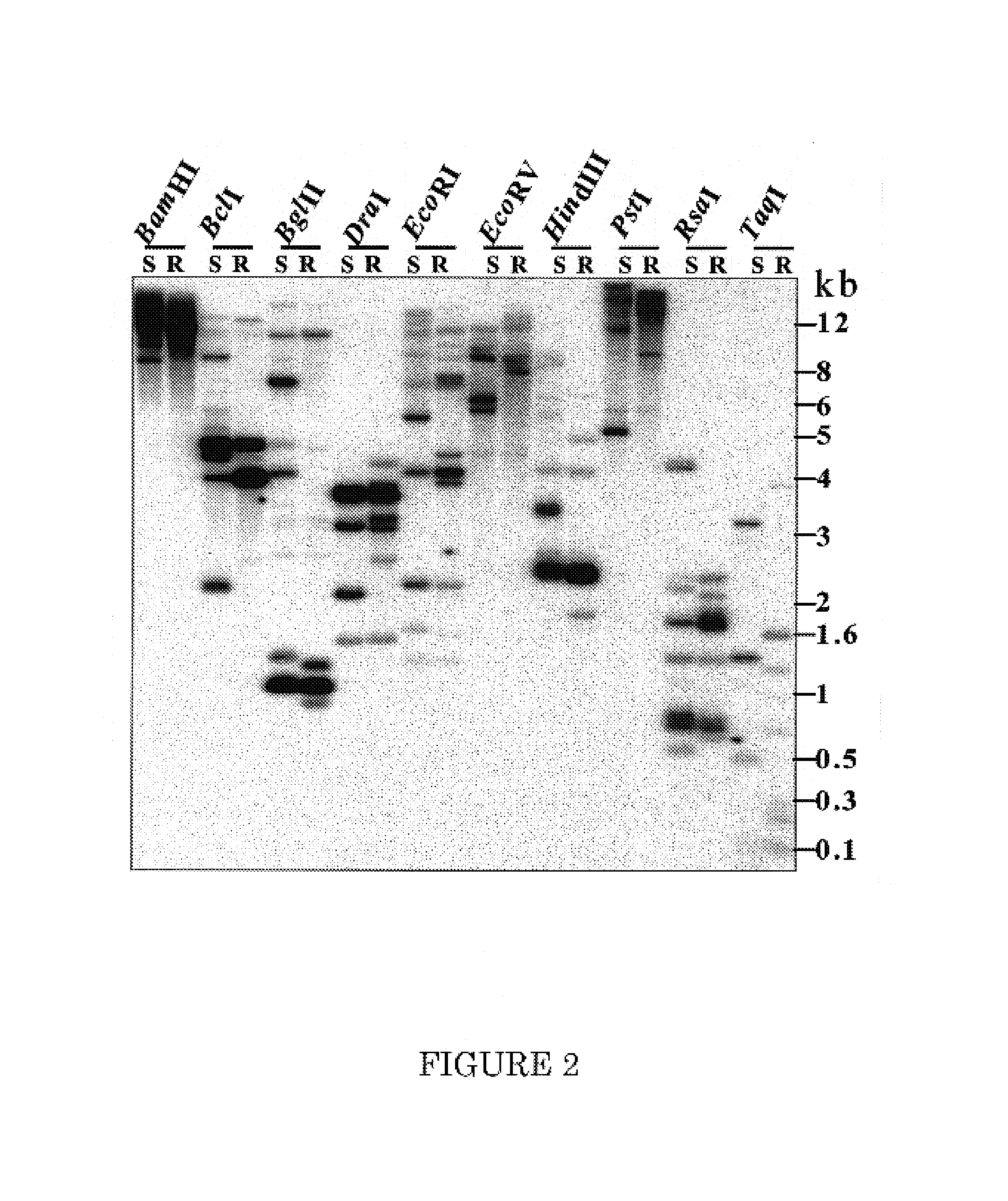 RPSk-1 gene family, nucleotide sequences and uses thereof