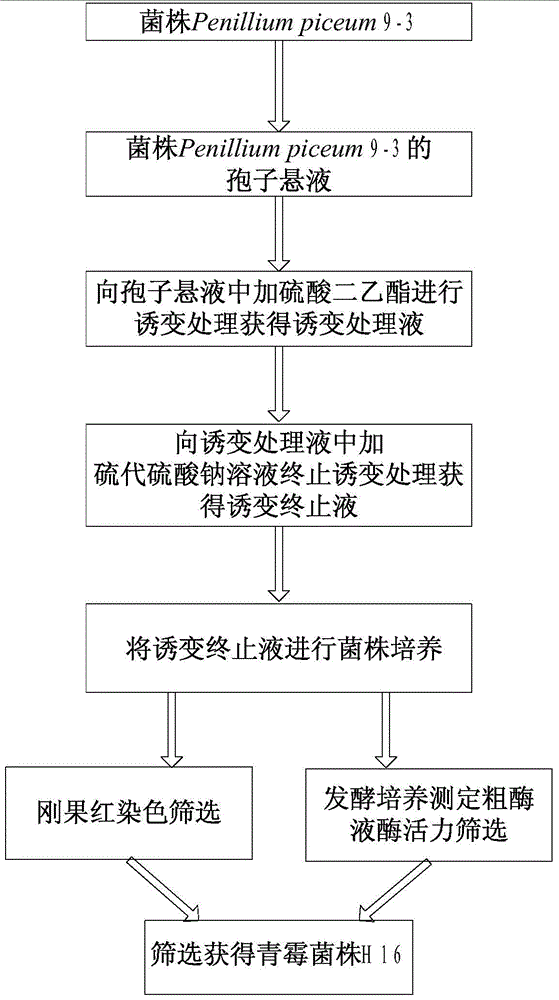 Strain for producing cellulase and application of strain