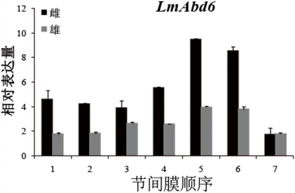 Migratory locust mesenchymal epidermal protein gene 6 and application thereof in locust control