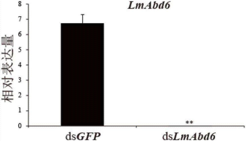 Migratory locust mesenchymal epidermal protein gene 6 and application thereof in locust control