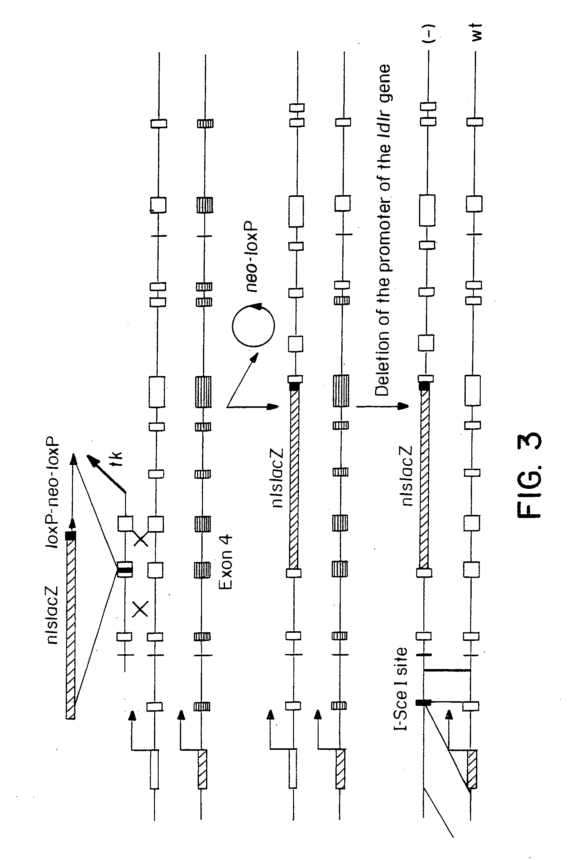 Gene repair involving the induction of double-stranded DNA cleavage at a chromosomal target site