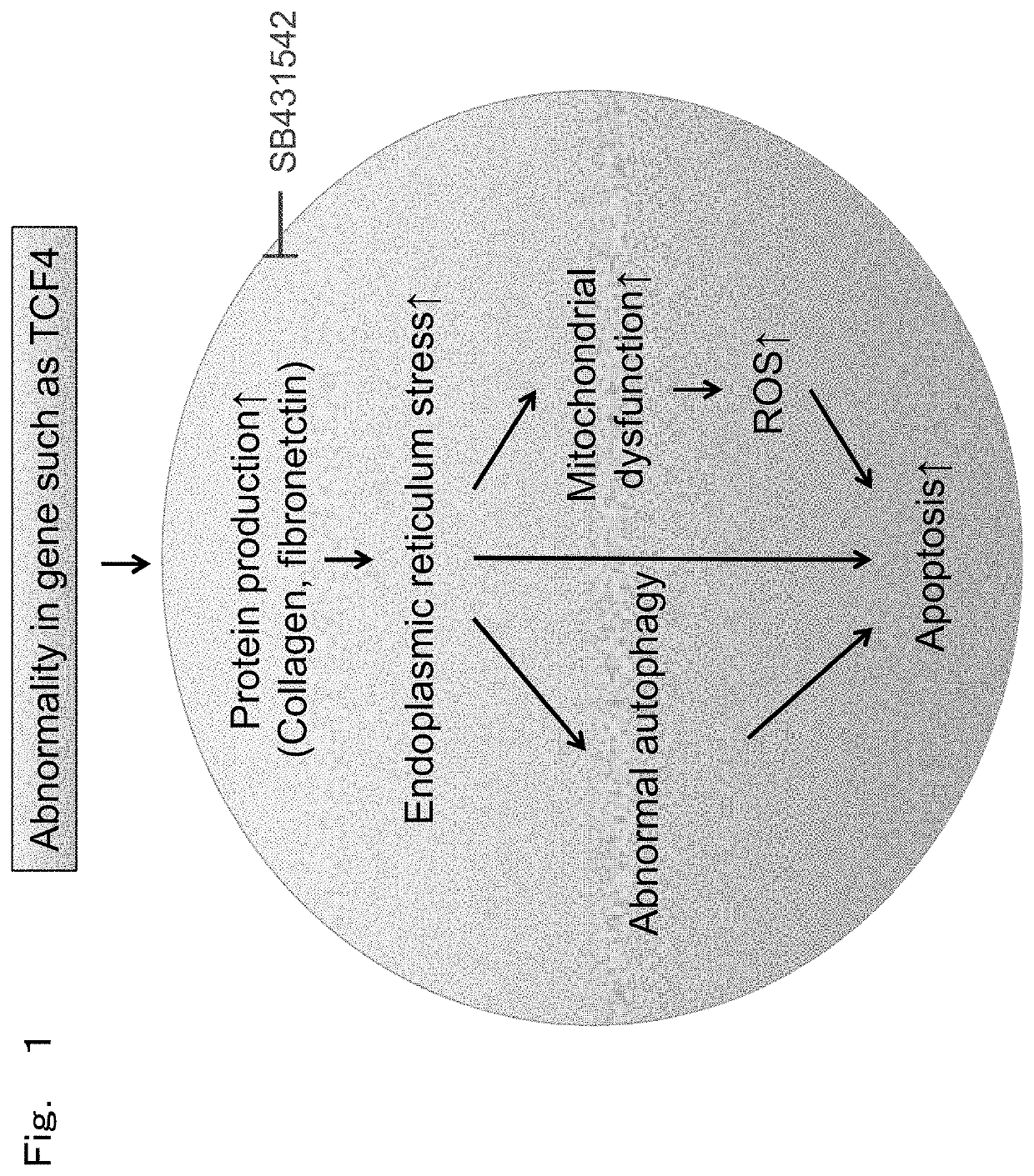 Therapeutic drug for diseases related to endoplasmic reticulum cell death in corneal endothelium