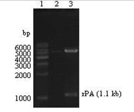 Method for expressing Reteplase in Escherichia coli by using dual plasmid system