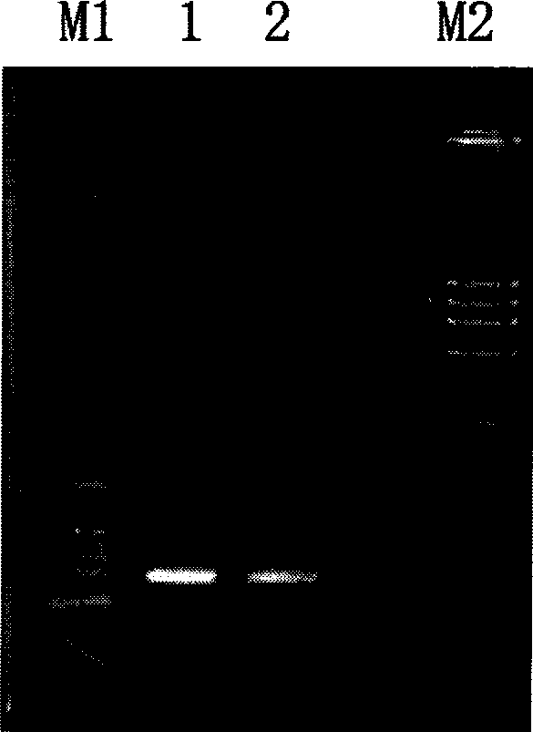 Bidirectional promoter bi-visual fluorescent protein report gene plant expression vector