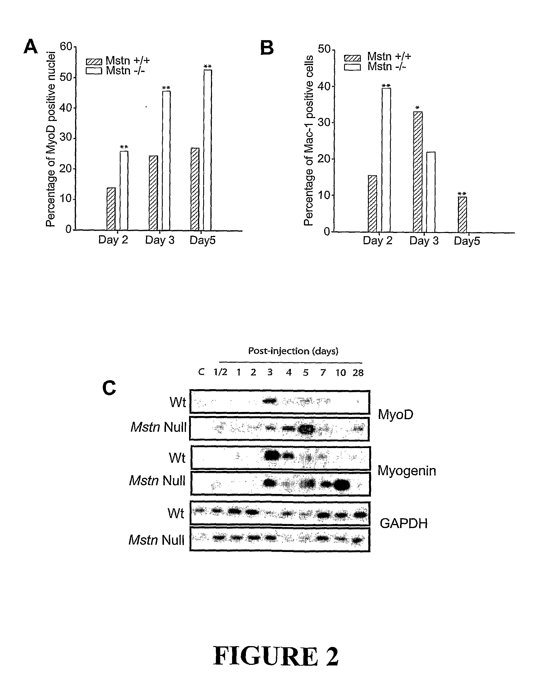 Use of Myostatin (Gdf-8) Antagonists for Improving Wound Healing and Preventing Fibrotic Disease