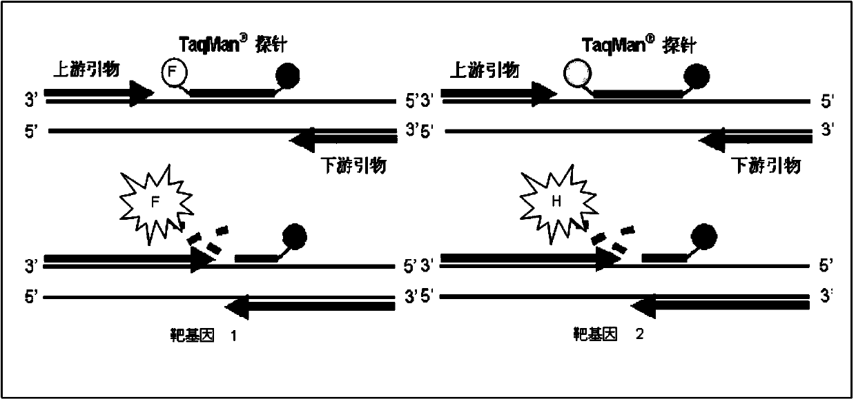 Nucleic acid test kit for rapidly detecting Coxsackie virus A6 type/A10 type and application thereof