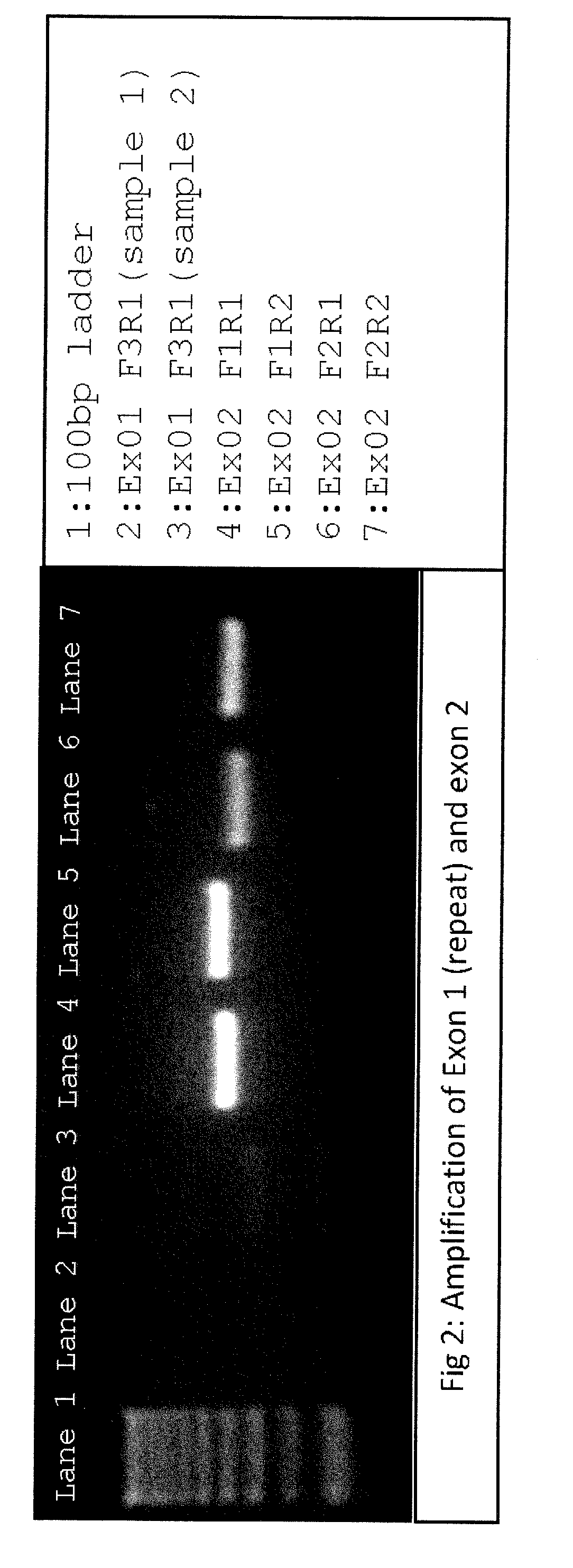 Consensus-based allele detection