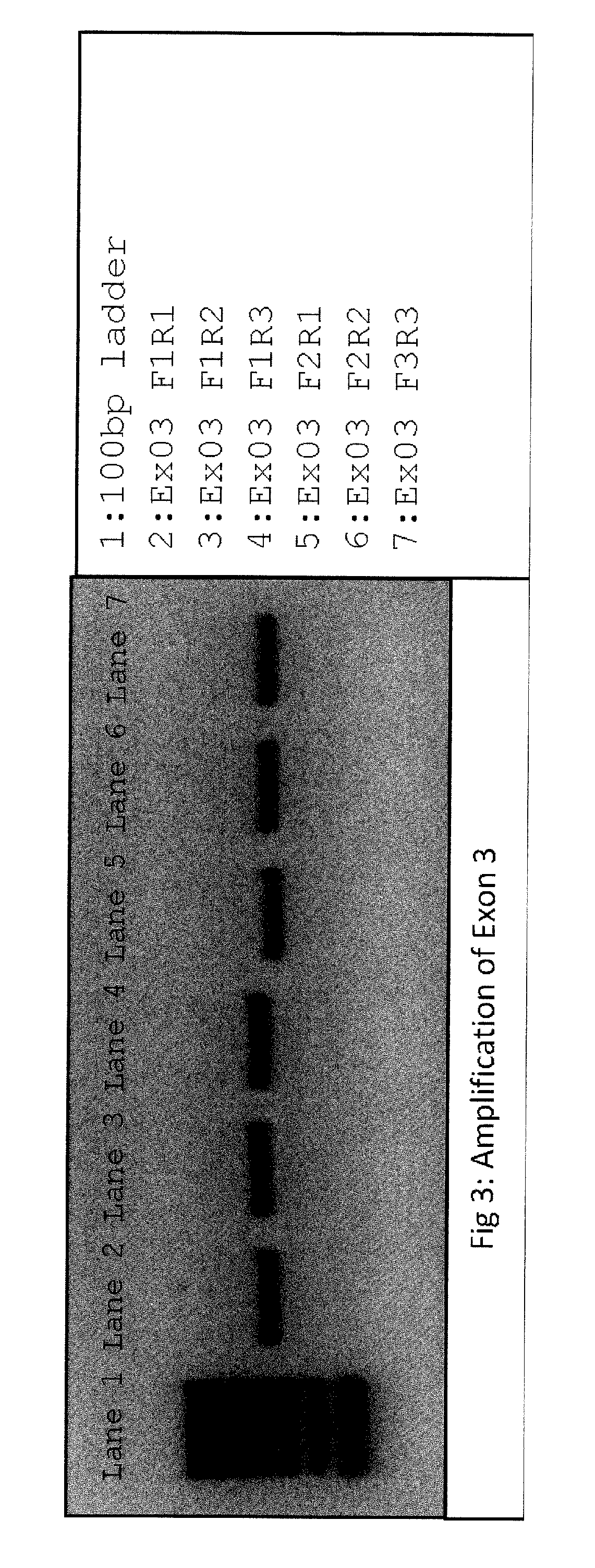 Consensus-based allele detection