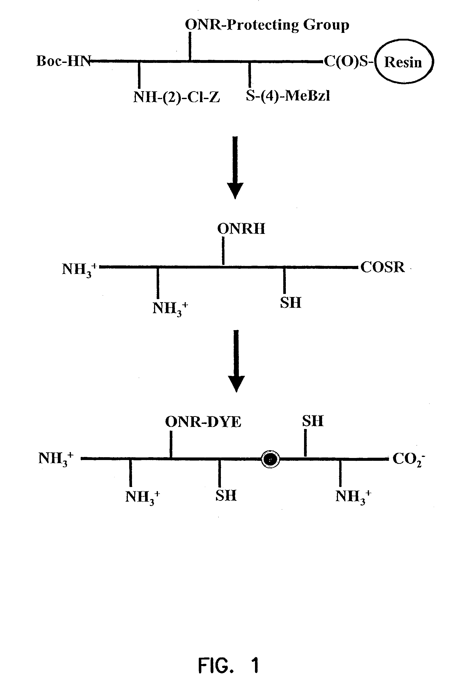 Labeled peptides, proteins and antibodies and processes and intermediates useful for their preparation