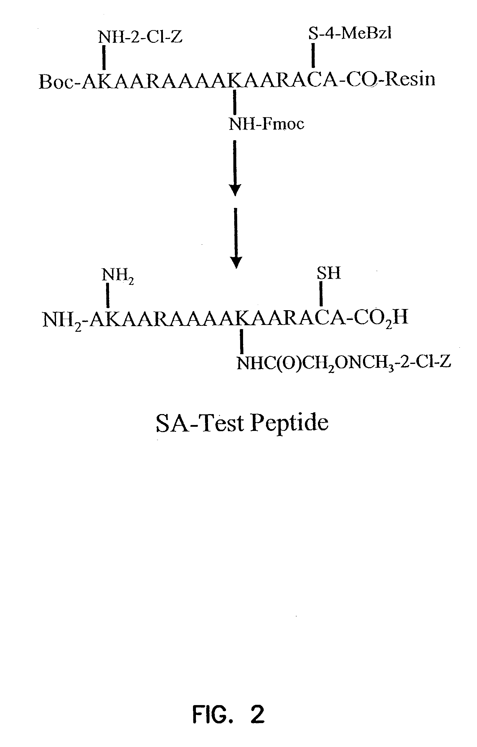 Labeled peptides, proteins and antibodies and processes and intermediates useful for their preparation