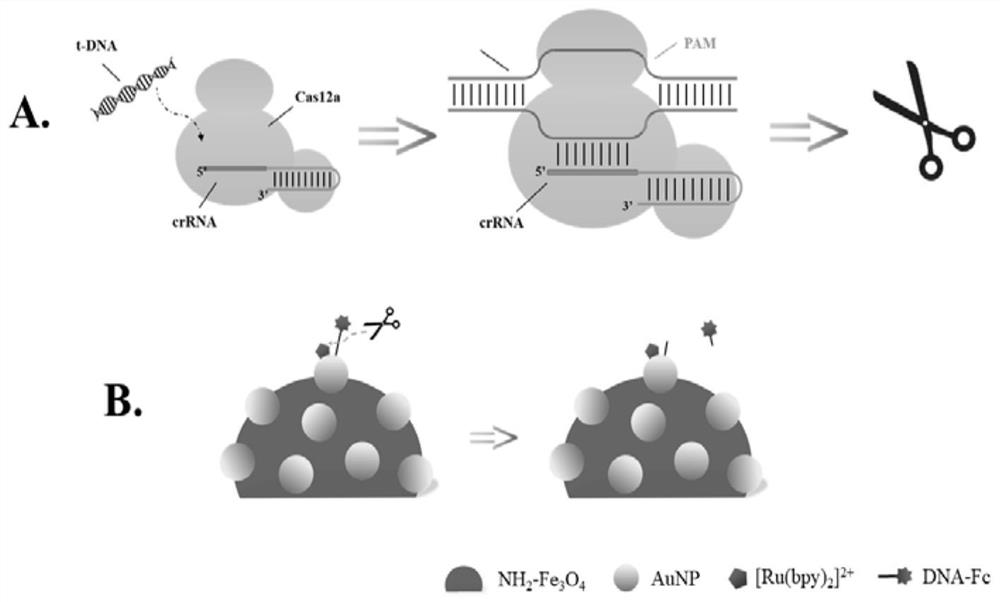 Preparation method and application of electrochemical sensor for detecting transgenic soybeans based on double-signal output of gene editing technology