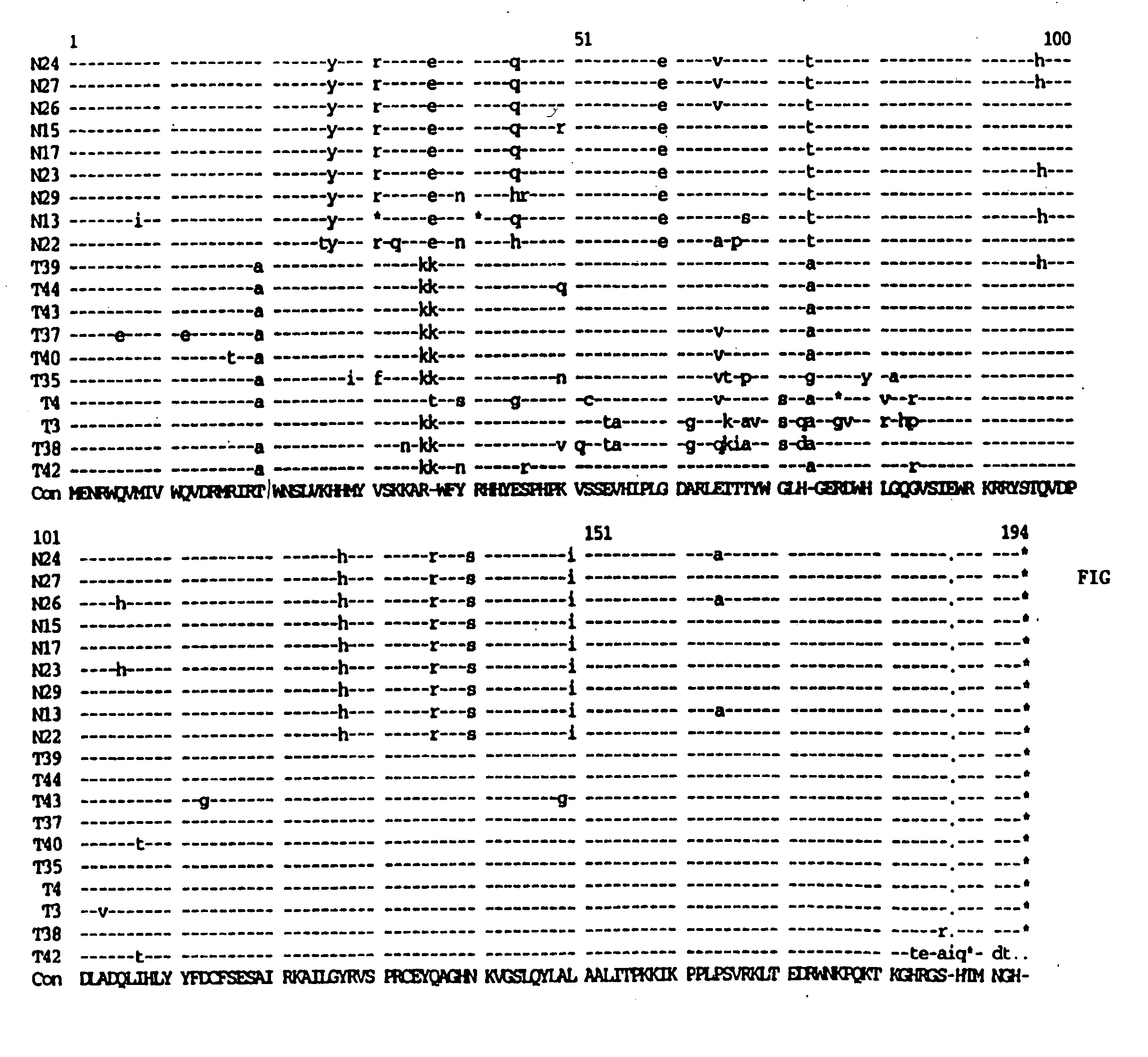 Attenuated vif DNA immunization cassettes for genetic vaccines