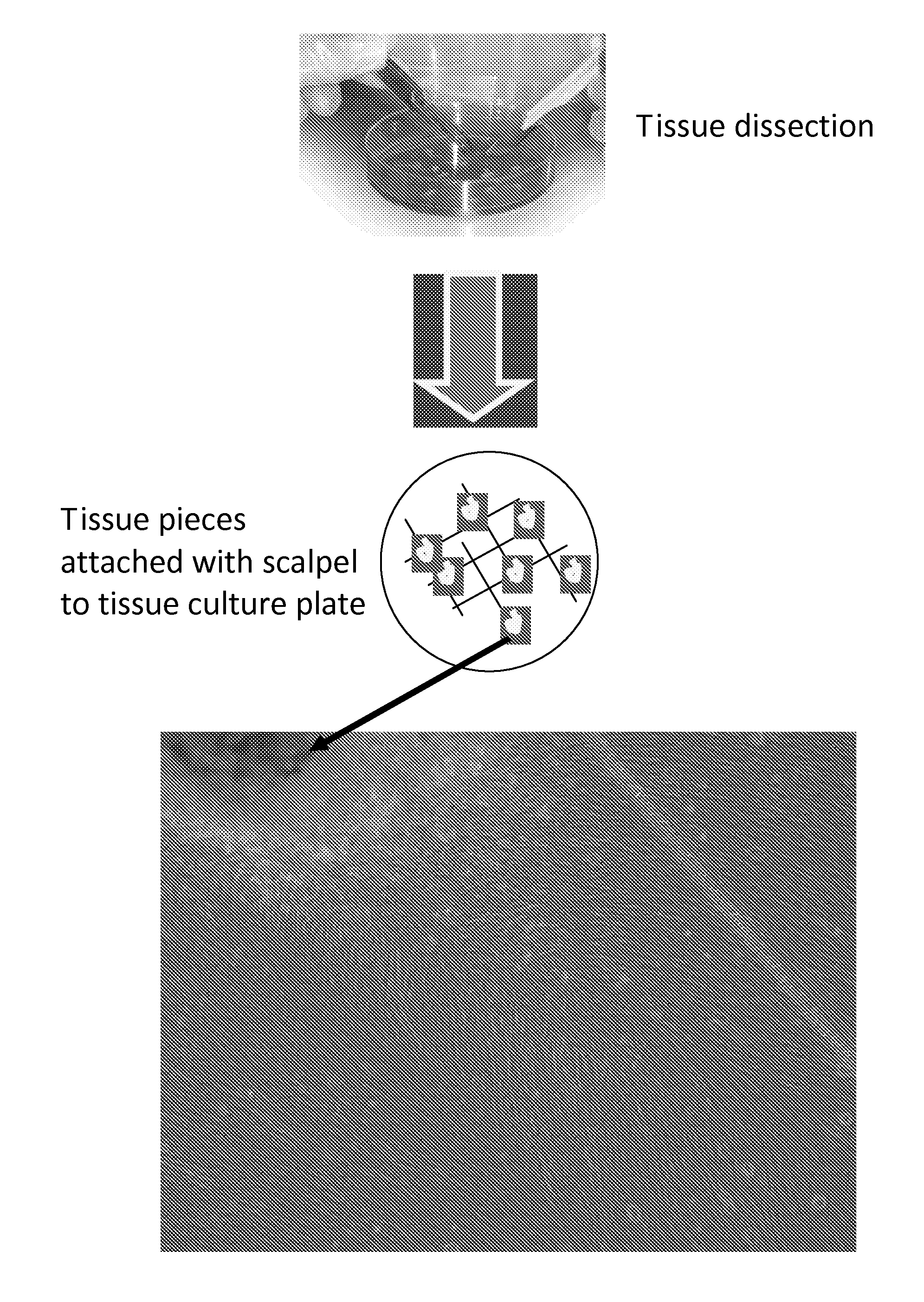 Preparation of parental cell bank from foetal tissue