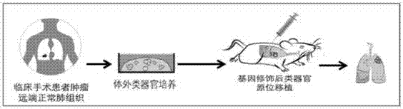 Lung and lung cancer tissue culture method and method using lung and lung cancer tissue culture method to build lung cancer mouse animal model