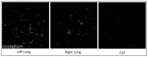 Lung and lung cancer tissue culture method and method using lung and lung cancer tissue culture method to build lung cancer mouse animal model