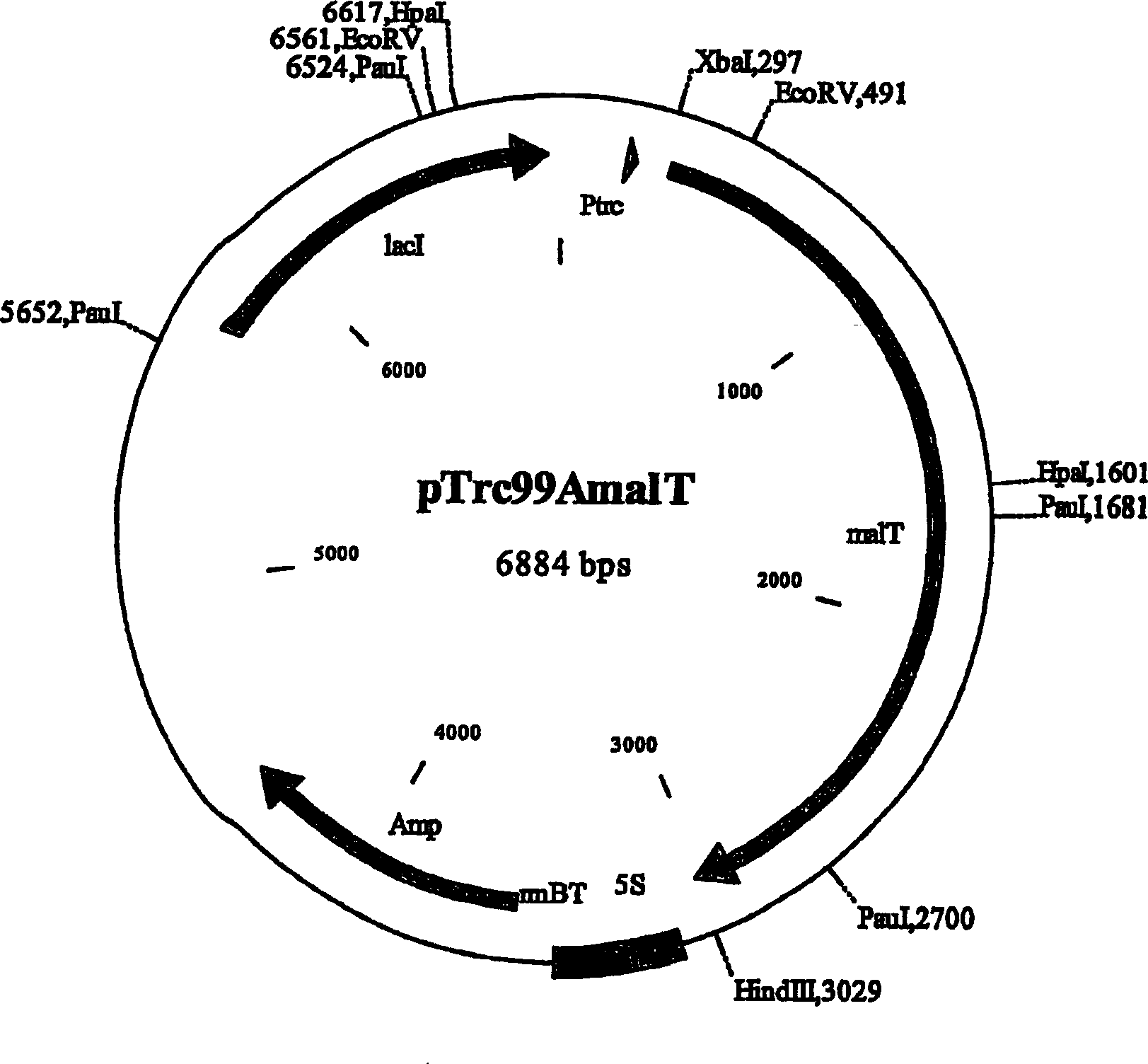 Process for the preparation of l-amino acids using strains of the enterobacteriaceae family