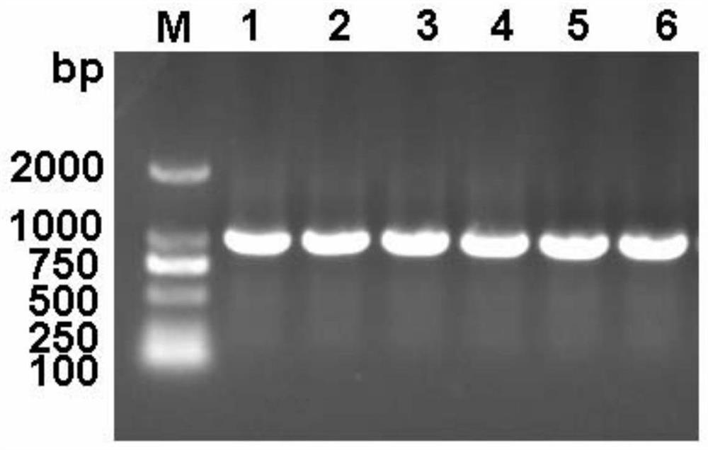 Oral vaccine against clonorchiasis in fish and its preparation and application