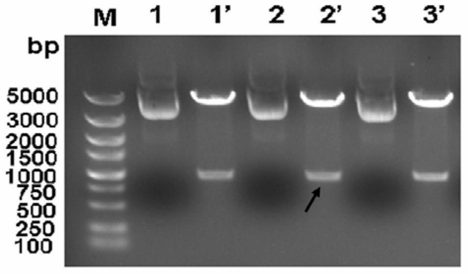 Oral vaccine against clonorchiasis in fish and its preparation and application