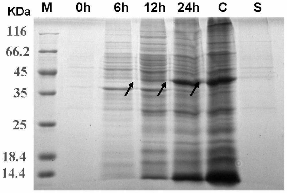 Oral vaccine against clonorchiasis in fish and its preparation and application