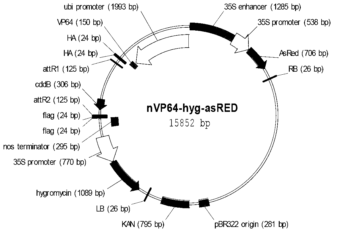 Application of rice transcription factor Os06g08400 genes