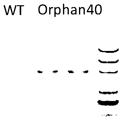 Application of rice transcription factor Os06g08400 genes