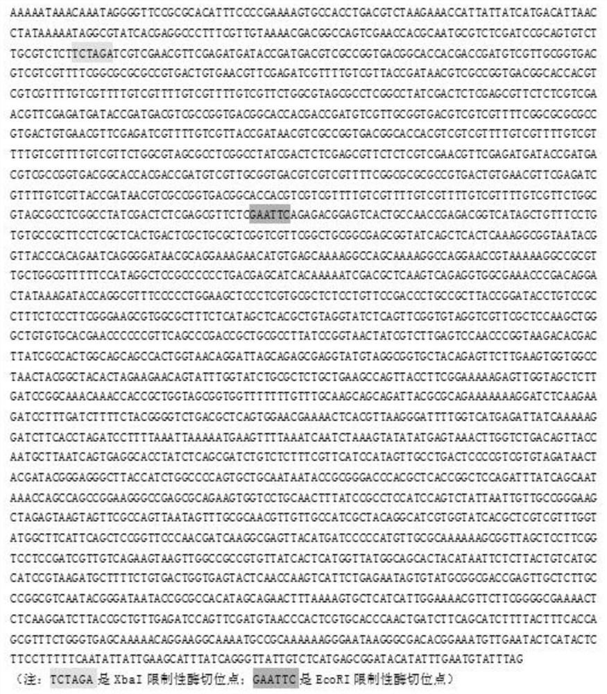 A kind of cpg-odn with specific immunostimulatory effect on prrsv and application thereof