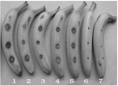 Streptomyces katrae NB20, as well as culture method and application thereof