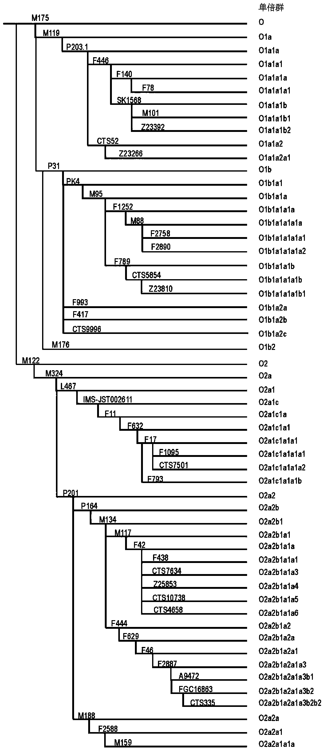 Forensic medicine composite examination kit based on 55 Y-chromosome SNP (Single Nucleotide Polymorphism) genetic markers