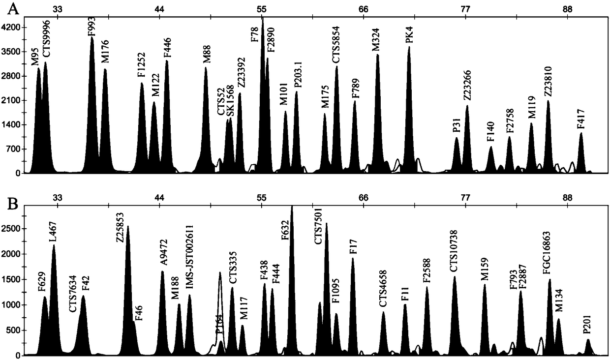 Forensic medicine composite examination kit based on 55 Y-chromosome SNP (Single Nucleotide Polymorphism) genetic markers