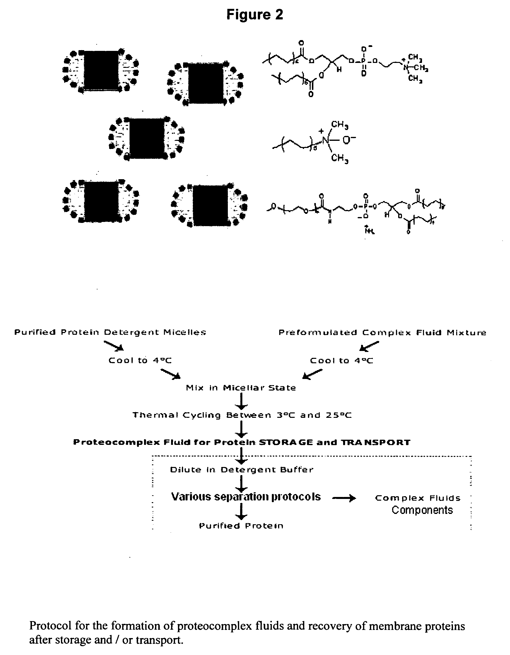 Biomimetic materials for protein storage and transport