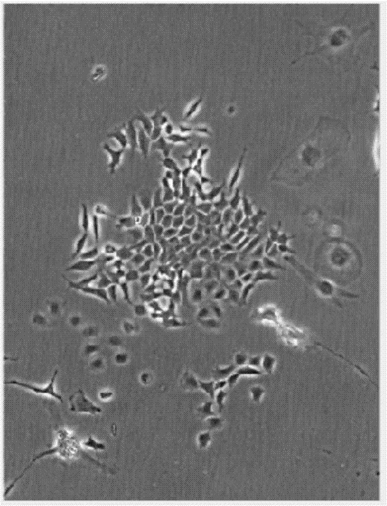 Automatic stem cell counting method based on depth learning