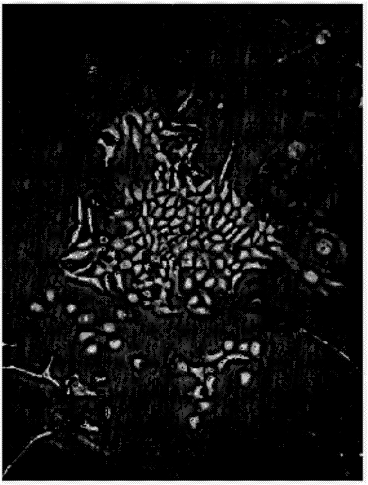 Automatic stem cell counting method based on depth learning