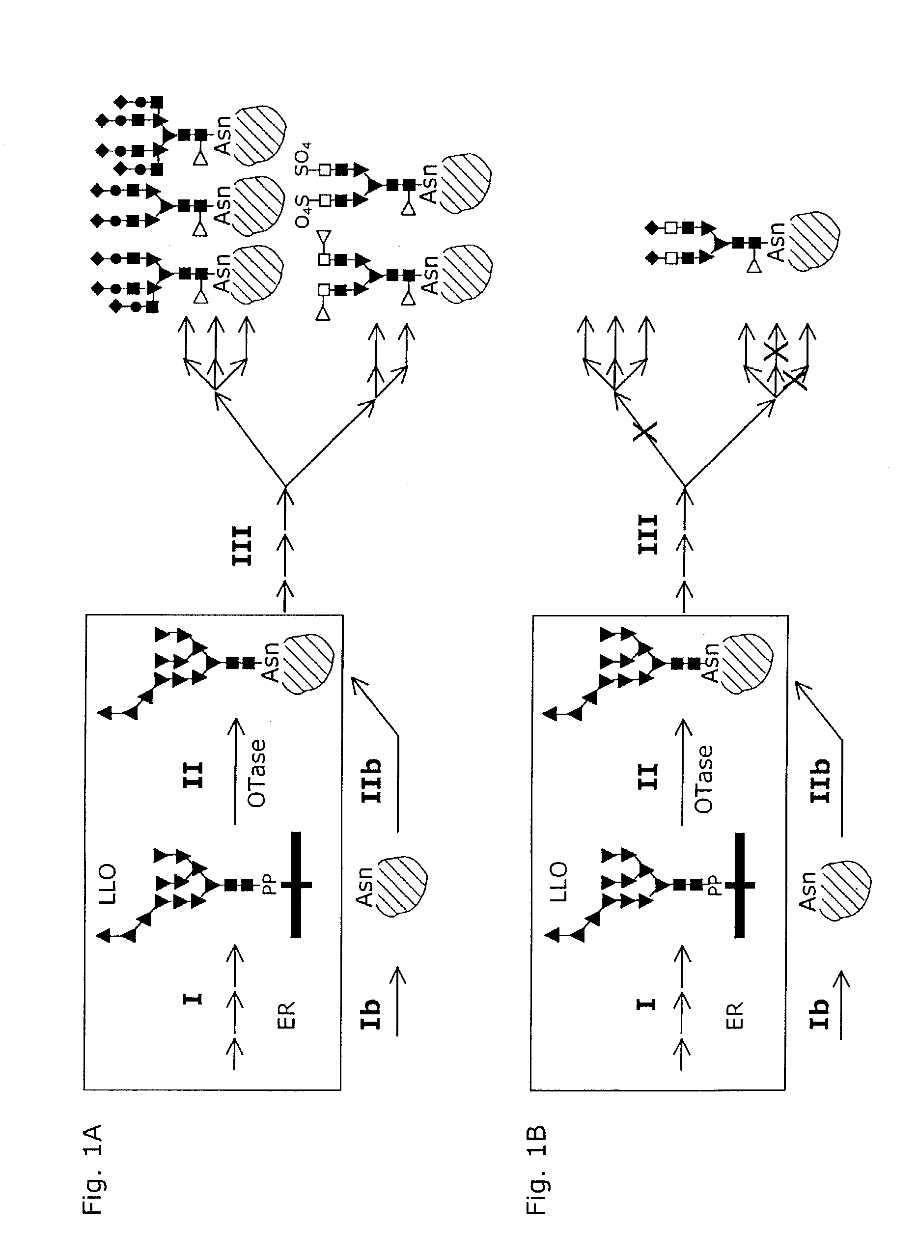 System and method for the production of recombinant proteins