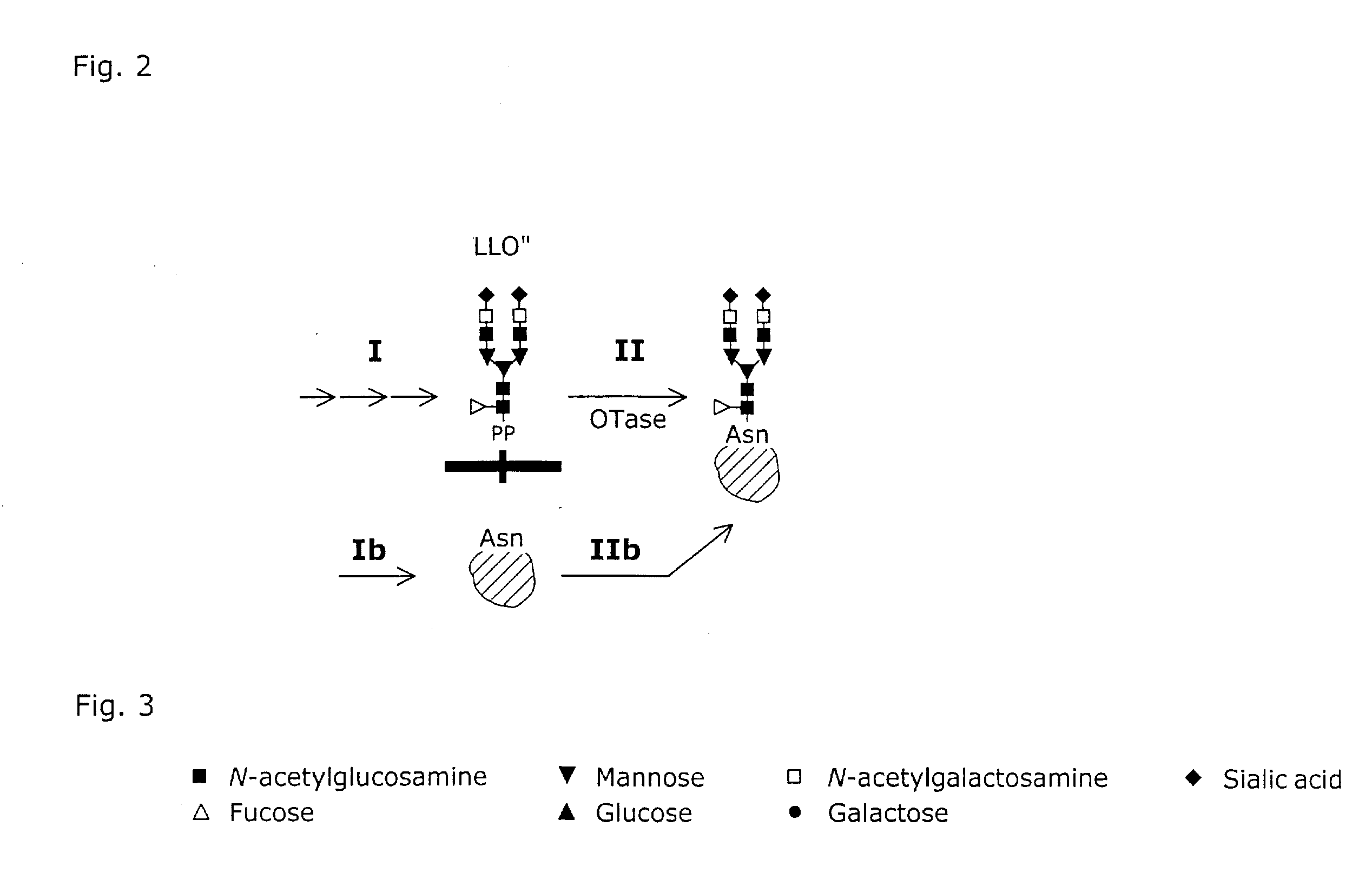 System and method for the production of recombinant proteins