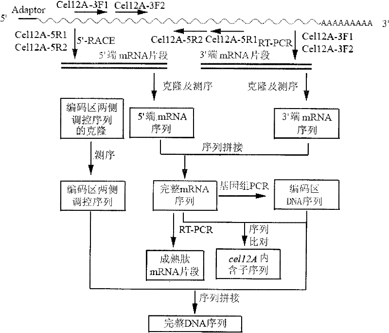 Cloning of beta-1,4-endo-glucanase gene and preparation of recombinase