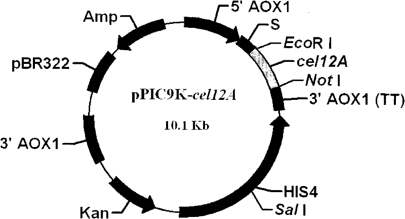 Cloning of beta-1,4-endo-glucanase gene and preparation of recombinase