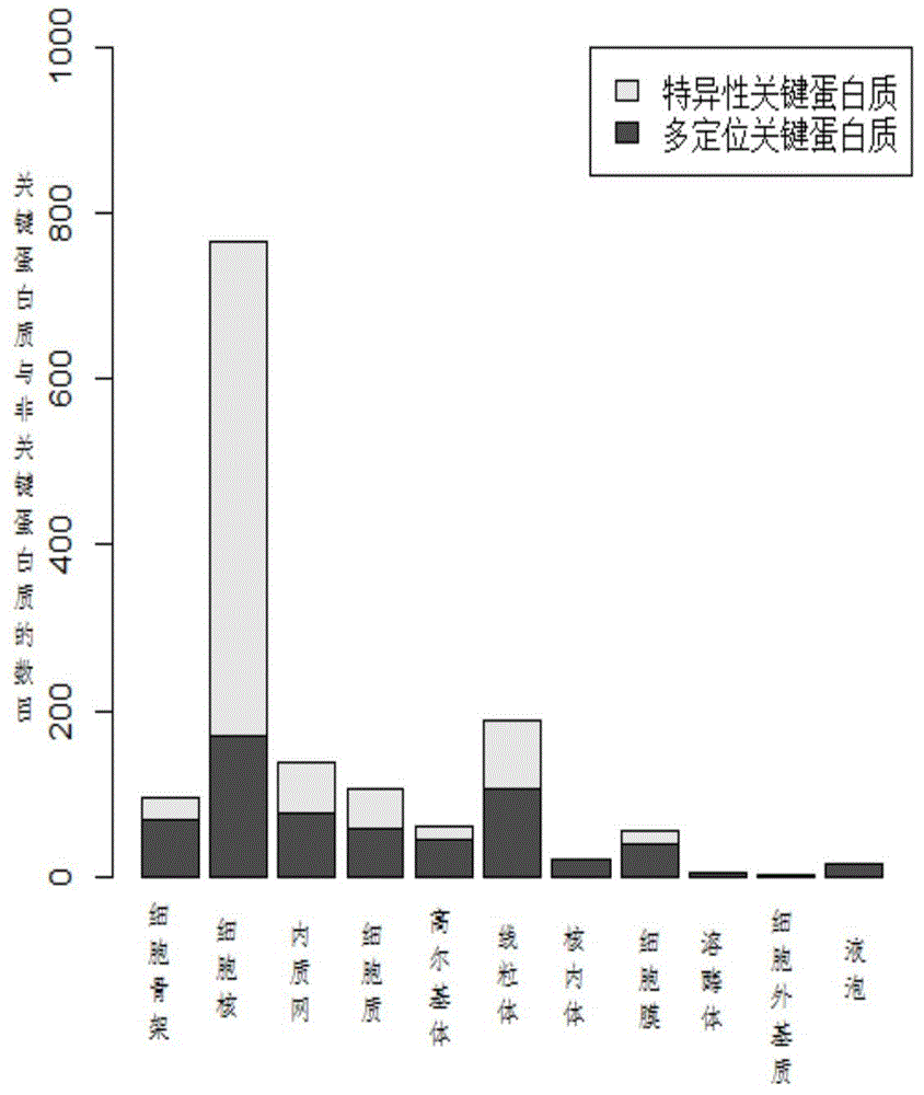 Key protein identification method based on subcellular localization specificity