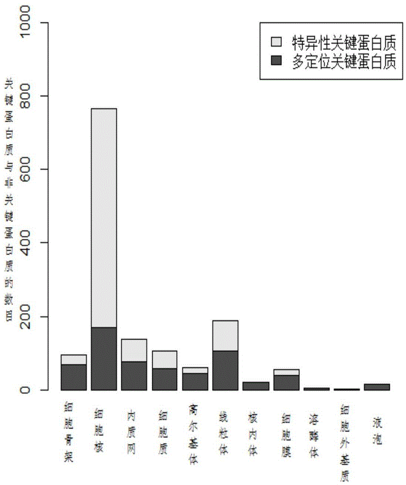 Key protein identification method based on subcellular localization specificity